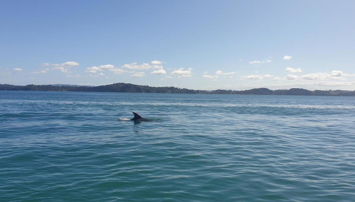 Dolphins on the way.