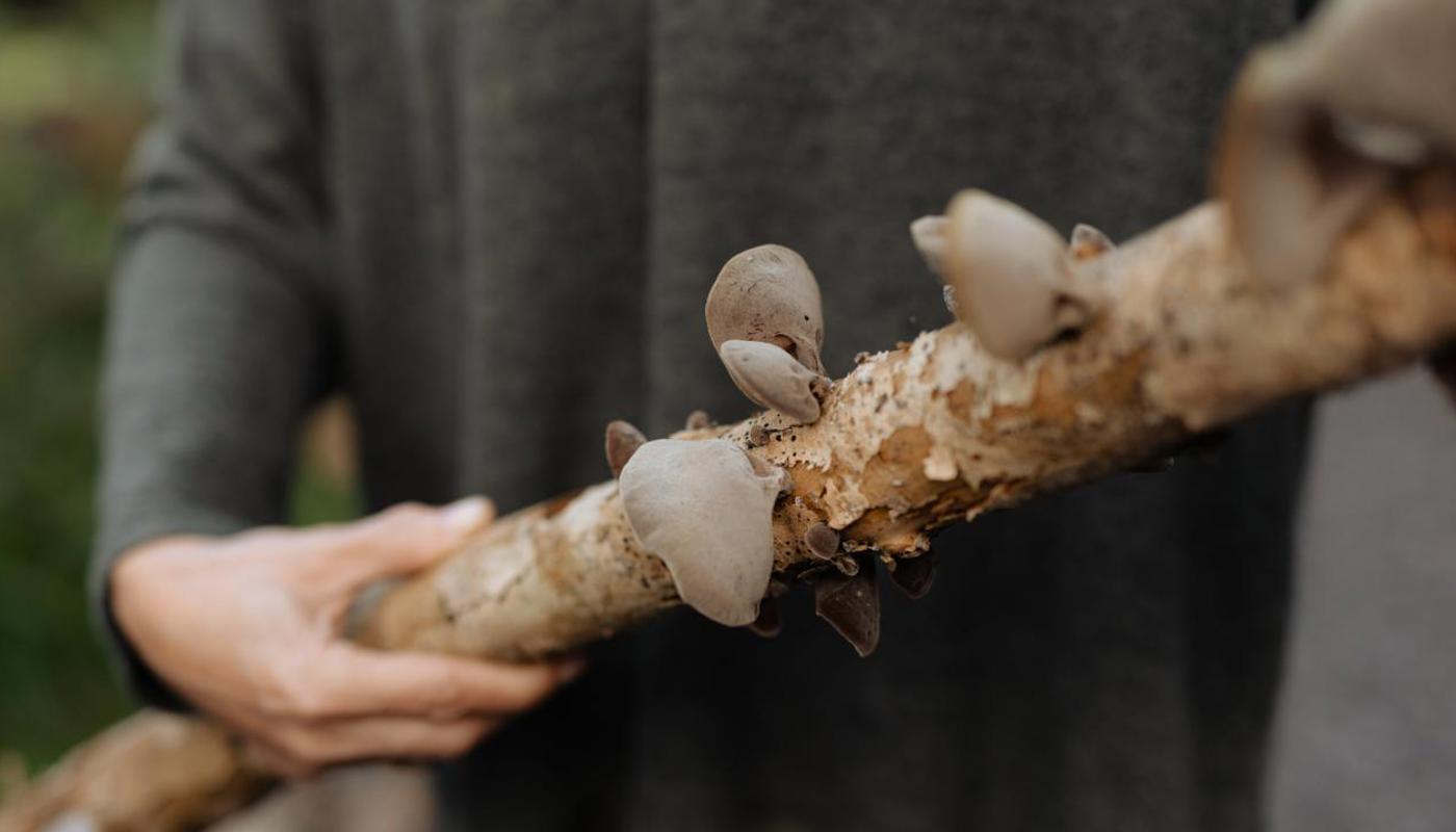 Native mushrooms in season
