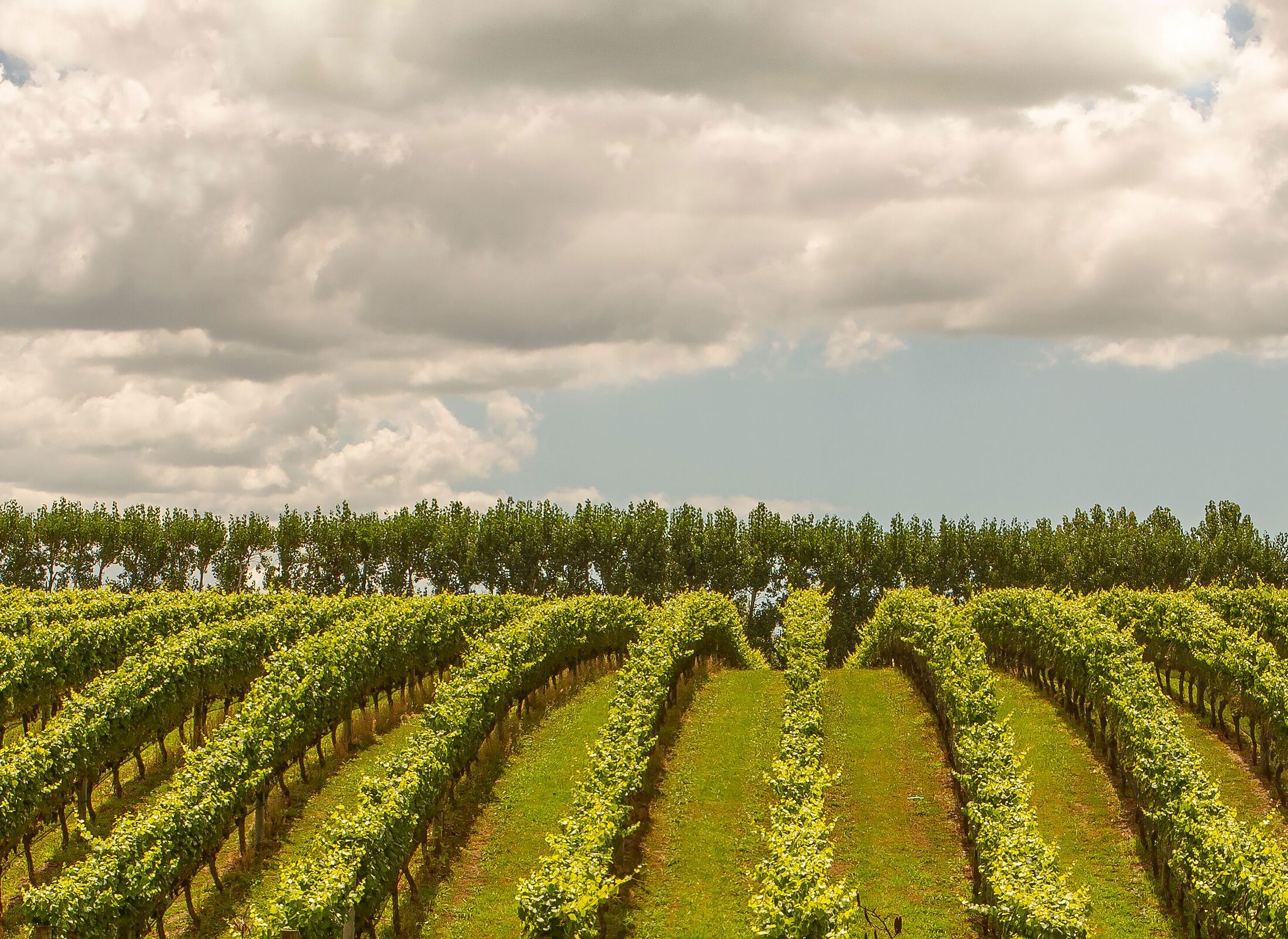Auckland s Best Wineries AucklandNZ auckland-s-best-wineries-aucklandnz